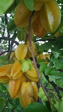 Fresh star fruit on the tree Stock Photos