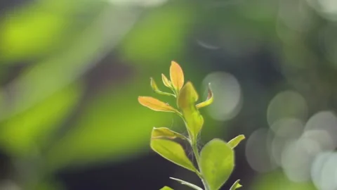 Fresh starfruit tree shoots Stock Footage 235760683