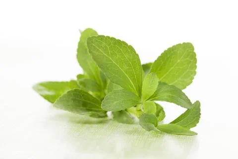 Fresh stavia. Stock Photos
