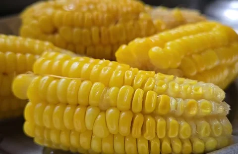 Fresh, steamed corn on the cob delivers a sweet, juicy crunch. High in energy a1 Stock Footage 337349259