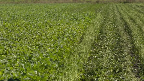 Fresh Still to Pick Beans Hanging on a Bean Plant Stock Footage 330348153