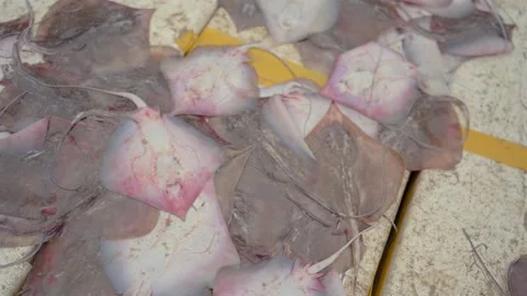 Fresh stingrays displayed at local seafood market 库存影片 341104208