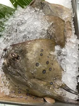Fresh stingrays rest on crushed ice. Fotos de archivo