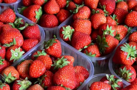 Fresh strawberries in the boxes Foto stock
