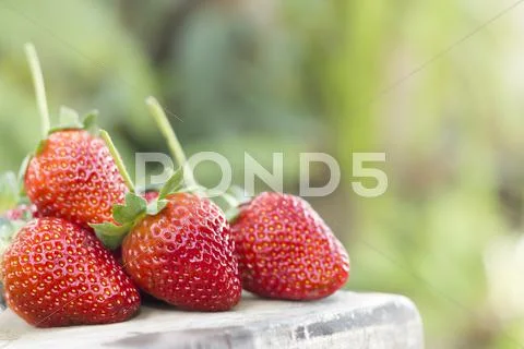 Fresh strawberries in the garden Stock Photos