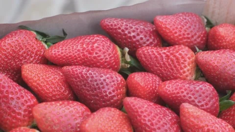 Fresh strawberries just picked closeup organic healthy food Stock Footage 236320125