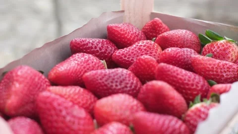 Fresh strawberries just picked closeup organic healthy food Stock Footage 236320138