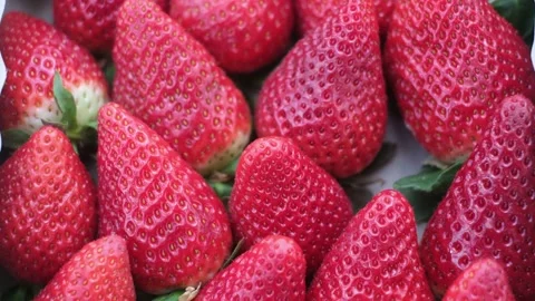 Fresh strawberries just picked closeup organic healthy food Stock Footage 236320139