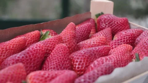 Fresh strawberries just picked closeup organic healthy food Stock Footage 236320154