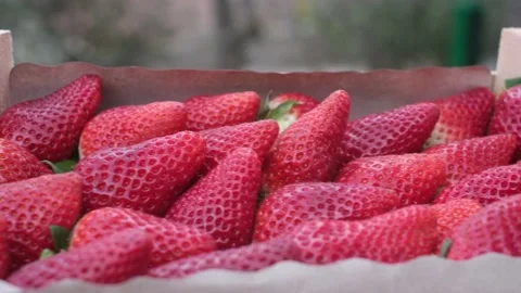 Fresh strawberries just picked closeup organic healthy food Stock Footage 236320155