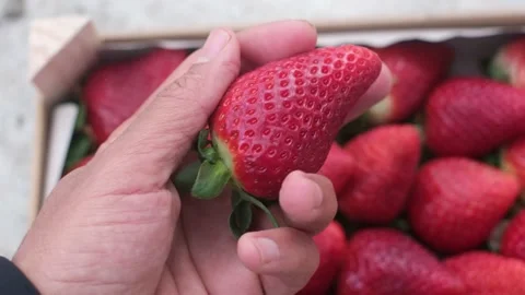 Fresh strawberries just picked closeup organic healthy food Stock Footage 236320171