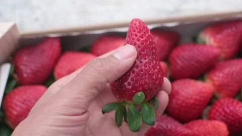 Fresh strawberries just picked closeup organic healthy food Stock Footage 236320175