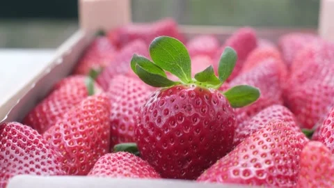 Fresh strawberries just picked closeup organic healthy food Stock Footage 236320195