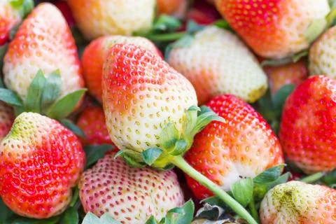 Fresh strawberries Stock Photos