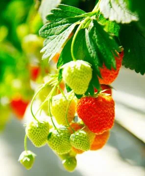 Fresh strawberries Stock Photos