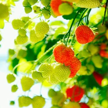 Fresh strawberries Stock Photos