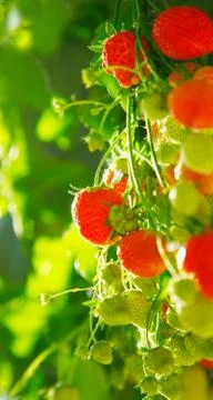Fresh strawberries Stock Photos