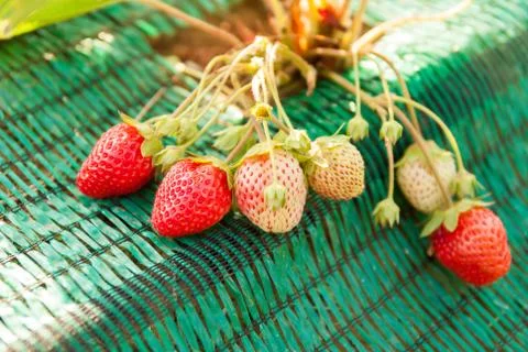 Fresh strawberries Stock Photos