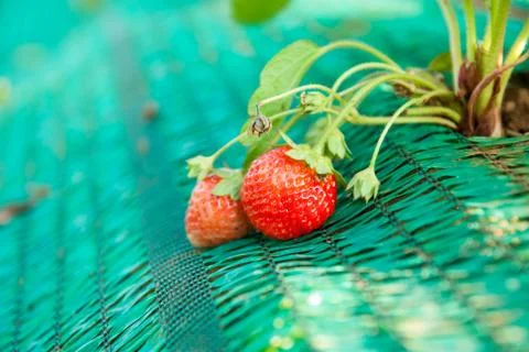 Fresh strawberries Stock Photos