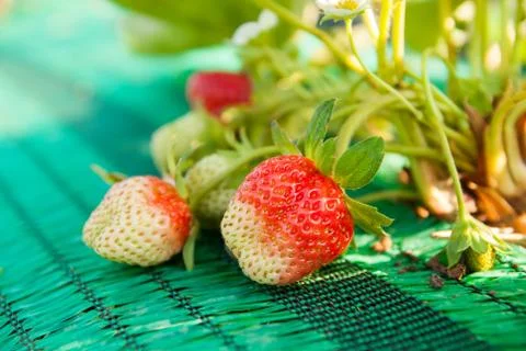 Fresh strawberries Stock Photos