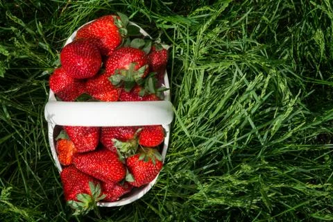 Fresh strawberries Stock Photos