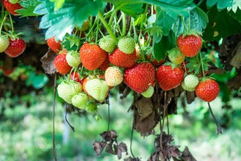 Fresh Strawberries Stock Photos