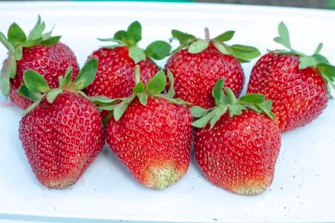 Fresh strawberries Stock Photos
