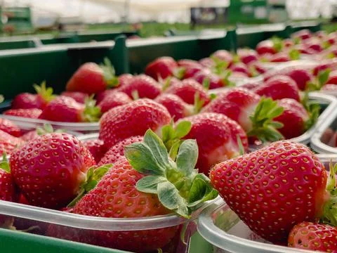 Fresh strawberries Foto stock