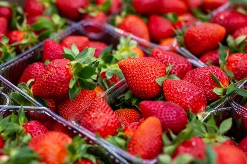 Fresh strawberries in plastic containers on a table Stock Photos