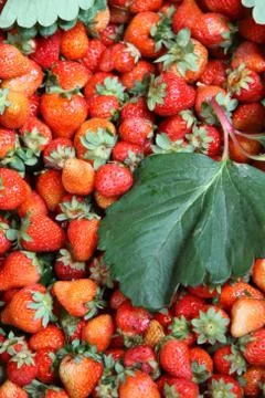Fresh strawberry background Stock Photos
