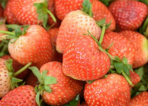 Fresh Strawberry Background Stock Photos