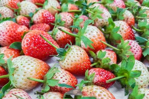 Fresh strawberry background Stock Photos