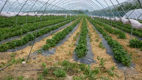 Fresh strawberry field rows. Growing strawberries in a greenhouse. Vídeos de archivo 130864780