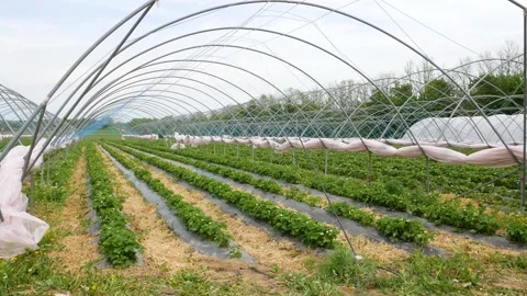 Fresh strawberry field rows. Growing strawberries in a greenhouse. Stock Footage 130865142