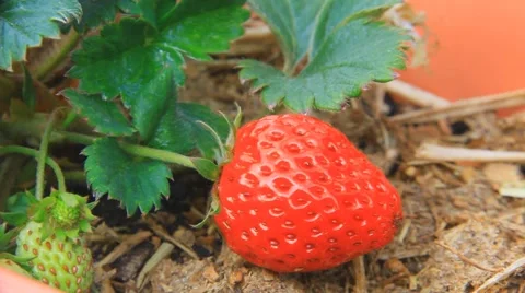 Fresh strawberry Stockbeeldmateriaal 882075