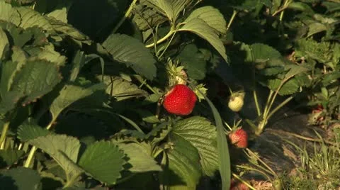 Fresh strawberry Stock-Footage 22226534