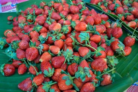 Fresh Strawberry Foto stock