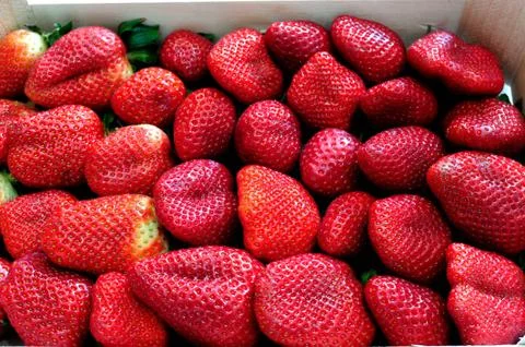 Fresh strawberry 스톡 사진
