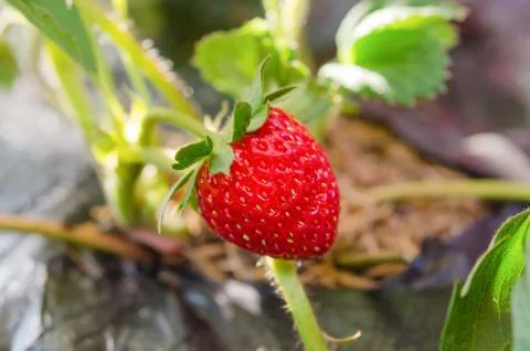Fresh strawberry Stock-Fotos