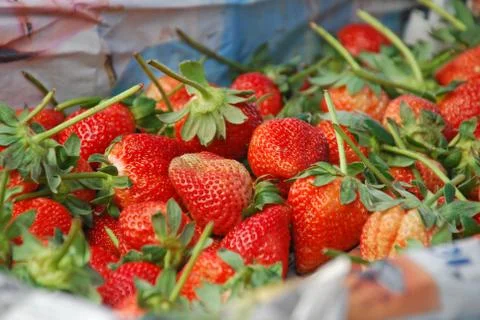 Fresh strawberry Foto stock