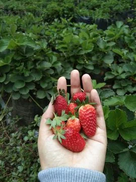 Fresh strawberry Stock Photos