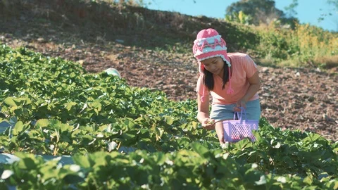 Fresh strawberry picking at farm Video stock 86510808