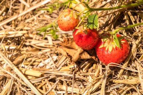 Fresh Strawberry Picking Stockfoto's