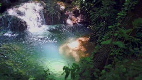 Fresh stream in forest video Video stock 81900692