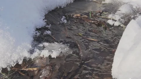 Fresh Stream Water of River in Winter Surrounded with Snow. Video stock 169746457