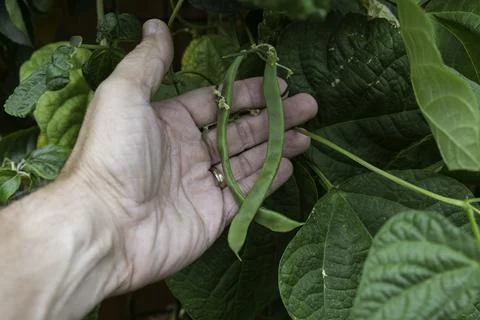 Fresh string beans in a garden in july Stock Photos