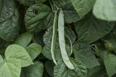 Fresh string beans in the vegetable garden Stock Photos