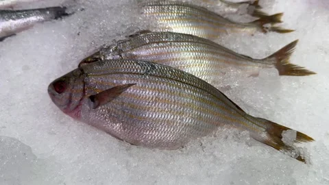 Fresh Striped Bream Fish on Bed of Crushed Ice Stock Footage 345932091