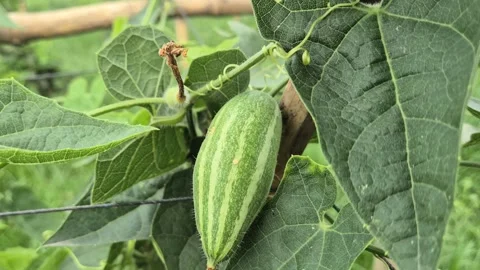 Fresh Striped Pointed Gourd Hanging On Net Trellis In Organic Farm Close Up Stock Footage 342800407