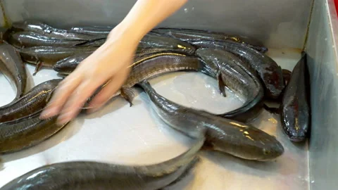 A snakehead fish on the fishing line and, Stock Video